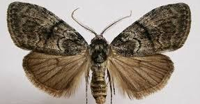 moth